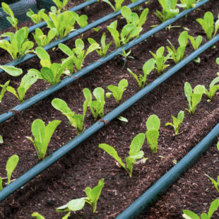 Drip Irrigation